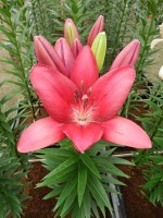 [5115 Cecina DJ No01.JPG]